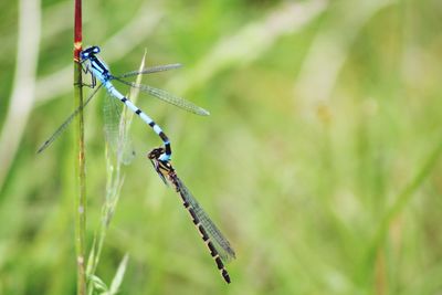 Close-up of dragonfly on plant