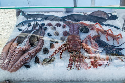 Close-up of fish for sale in market