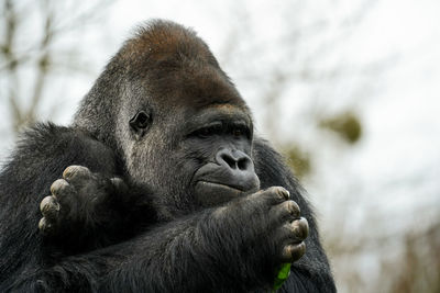 Close-up of monkey