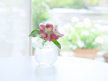 Close-up of flower vase on table