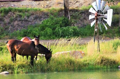 Horse standing in a field