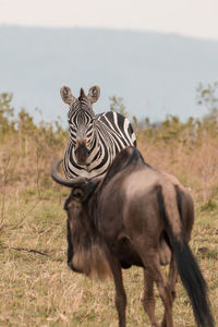 Portrait of elephant on field