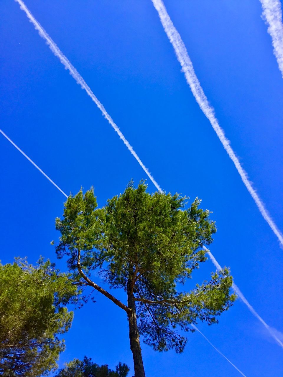 vapor trail, blue, sky, plant, no people, low angle view, nature, tree, day, clear sky, outdoors, beauty in nature, growth, transportation, green color, white color, tranquility, scenics - nature, land