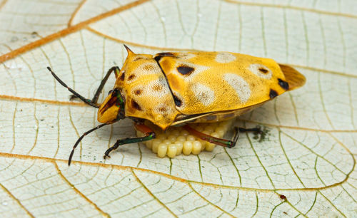 Close-up of insect on yellow leaf