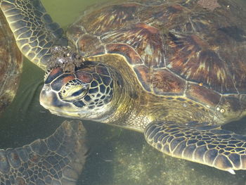 Close-up of turtle swimming in sea