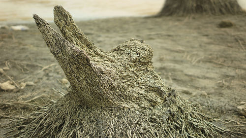 Close-up of driftwood on tree trunk