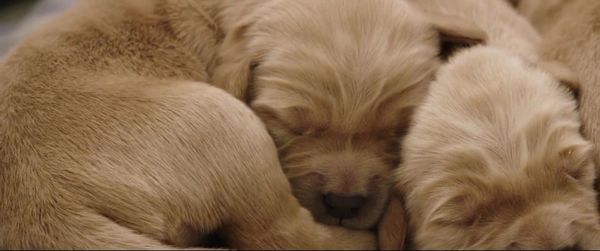 Close-up of puppy sleeping