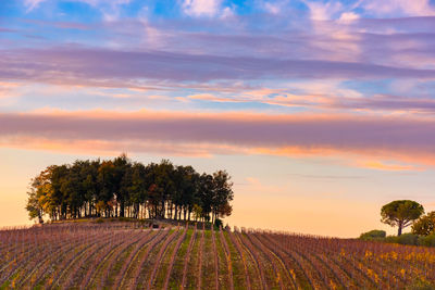 Scenic view of agricultural field against sky at sunset