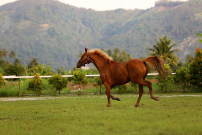 Horse standing on field against trees