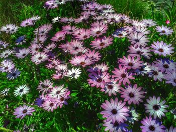 High angle view of purple flowers blooming outdoors