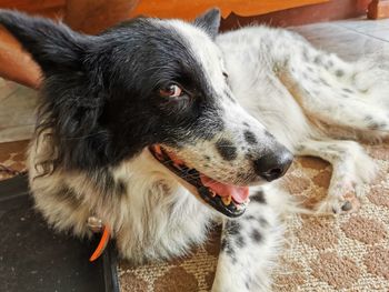 Close-up of dog looking away