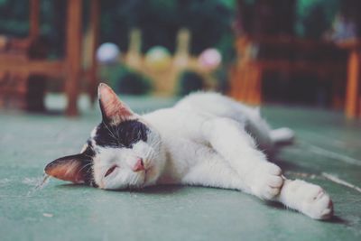 Close-up of a cat resting