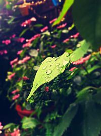 Close-up of leaves