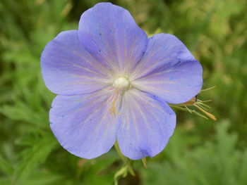 Close-up of flower blooming outdoors