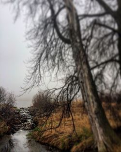 Bare trees on landscape against sky