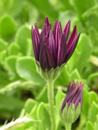 Close-up of flower blooming outdoors