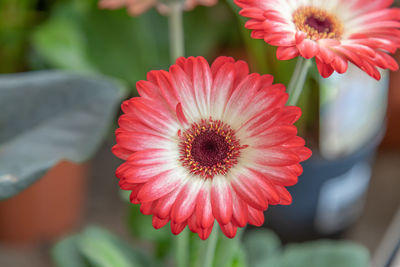 Close-up of red gerbera daisy