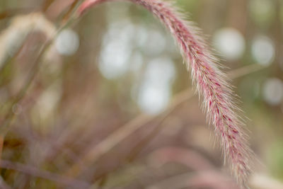 Close-up of pink plant