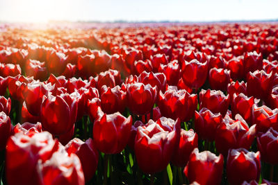 Landscape with fantastic beautiful dutch tulips field in netherlands on spring. 