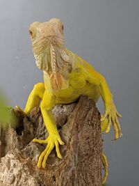 Close-up of lizard on rock