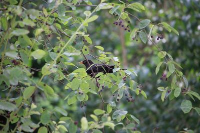 Close-up of bird perching on tree