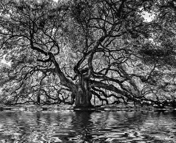 Bare tree by lake