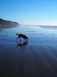 View of dog in sea against clear blue sky