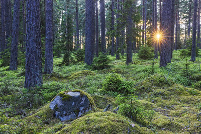 Forest at dusk