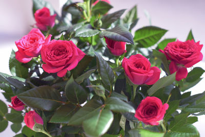 Close-up of pink roses blooming outdoors