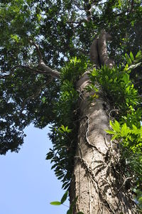 Low angle view of tree against sky