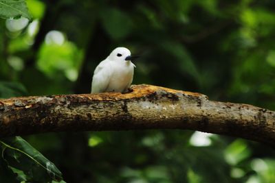Close-up of bird perching on tree