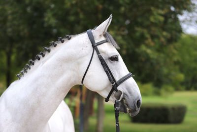 Close-up of horse in ranch