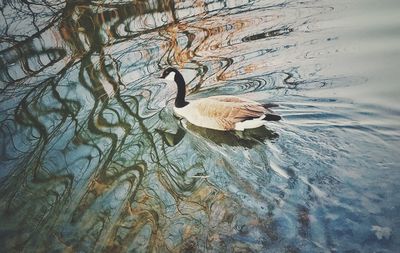 Duck swimming in lake