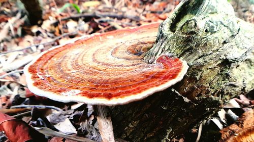 Close-up of fungus growing on tree trunk