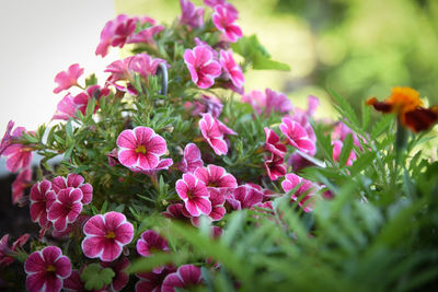 Close-up of pink flowering plants