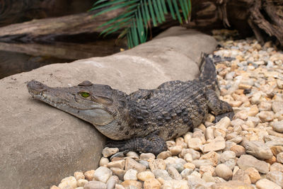 High angle view of lizard on rock