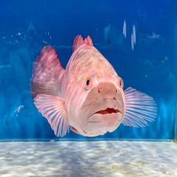 Close-up of fish swimming in sea