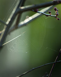Close-up of small spider on web
