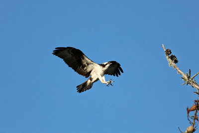 Low angle view of eagle flying in sky