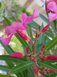 Close-up of pink flowers