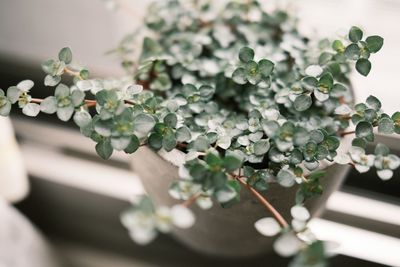 Close-up of potted plant