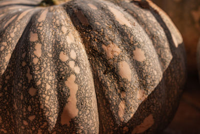 Close-up of pumpkin