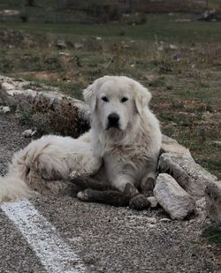 Portrait of dog sitting on rock