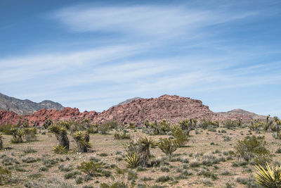 View of a desert against blue sky