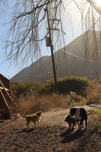 View of dogs on field