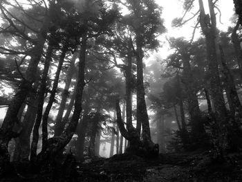 Sunlight streaming through trees in forest