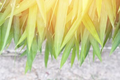 Close-up of crops growing on field