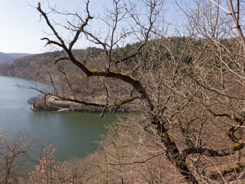 Bare tree by river against sky