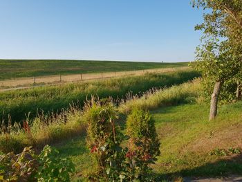 Scenic view of agricultural field against clear sky