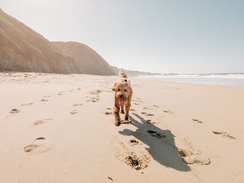 Goldendoodle on the beach